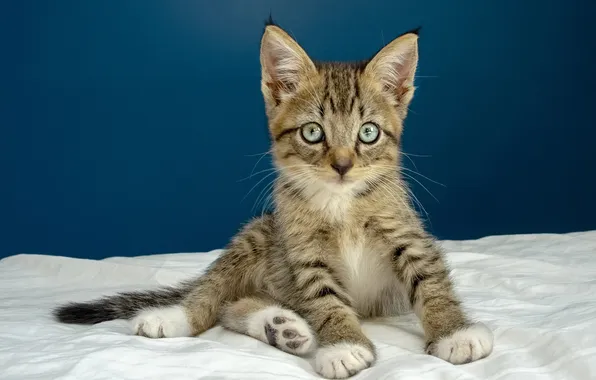 Cat, look, pose, kitty, bed, face, sitting, blue background