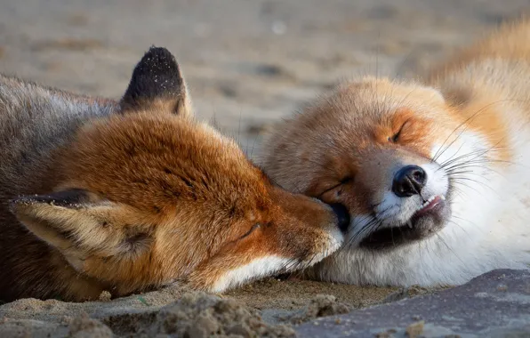 Look, nature, pose, stay, sleep, Fox, pair, Fox