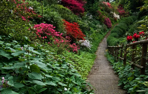 Plants, garden, track, Nature, flowers, garden, path