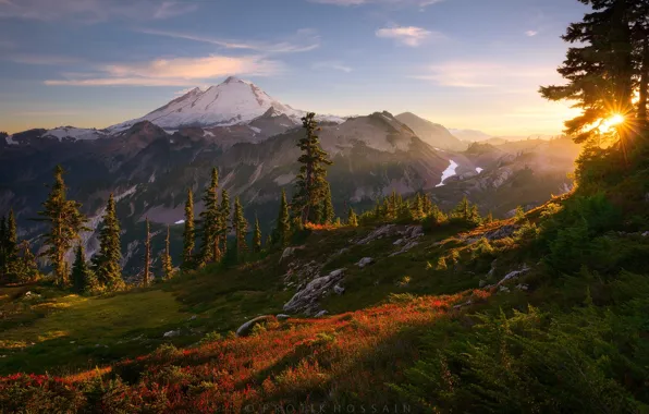 Forest, flowers, mountains, nature, panorama