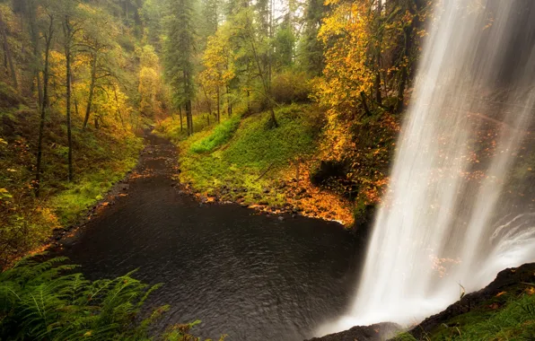 Picture forest, water, trees, landscape, waterfall, Nature, forest, river