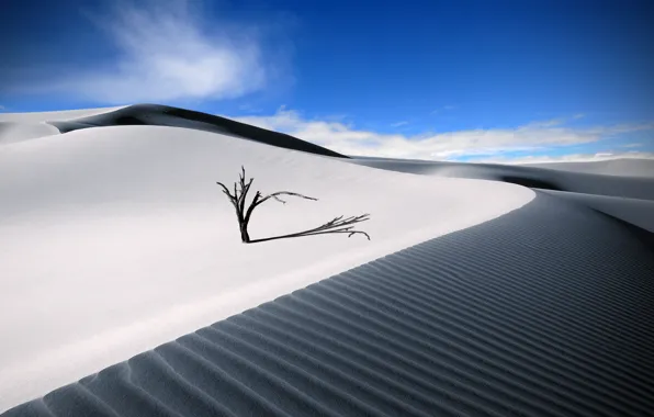 Picture sand, summer, the sky, desert, tree