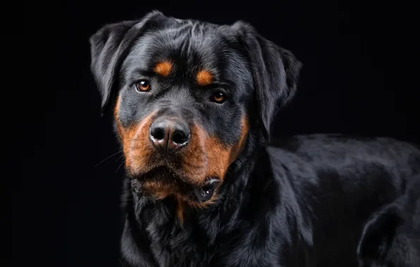 Picture look, face, dog, Rottweiler, black background