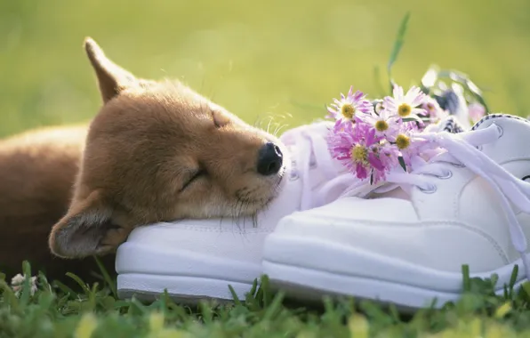 Grass, face, flowers, shoes, puppy, a bunch
