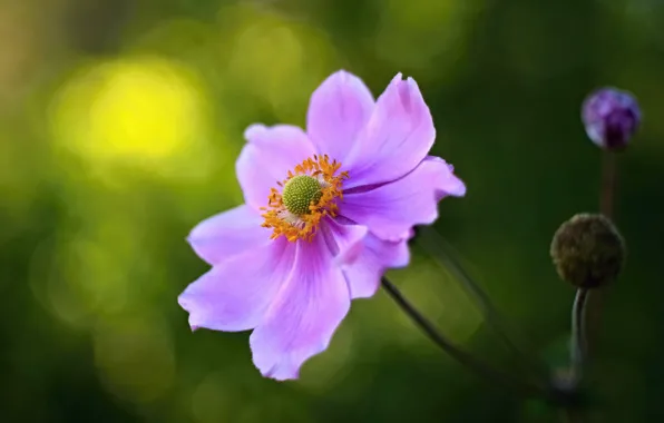 Picture flower, macro, bokeh
