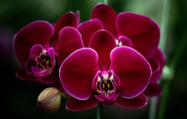 Picture macro, flowers, bright, pink, Orchid