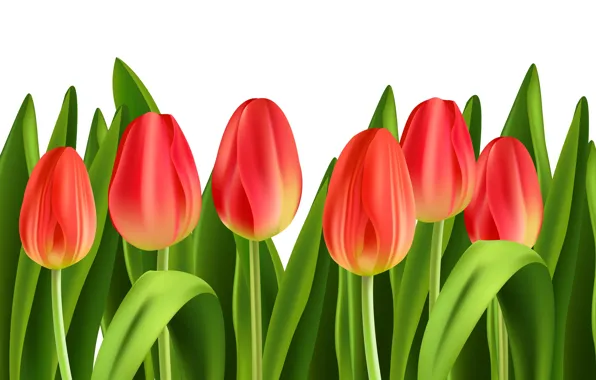 Flowers, tulips, buds