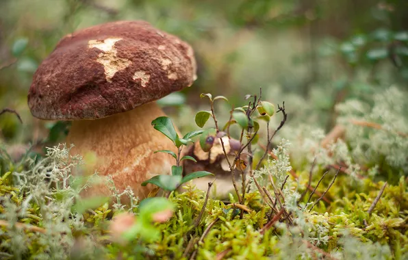 Picture forest, mushroom, Large, Borovik