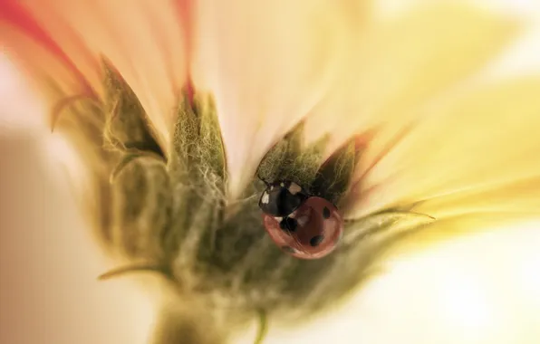 Macro, flowers, ladybug