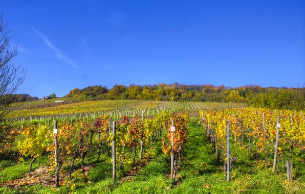Field, Germany, the bushes, plantation, Senheim