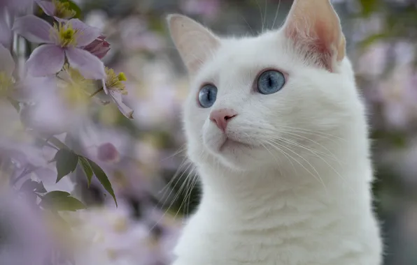 Picture white, eyes, cat, flowers, nature, plants, blue