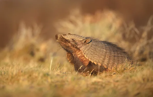 Picture grass, glade, battleship