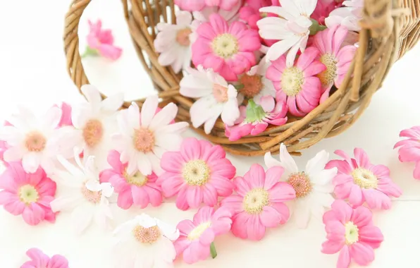 Flowers, basket, Chrysanthemum
