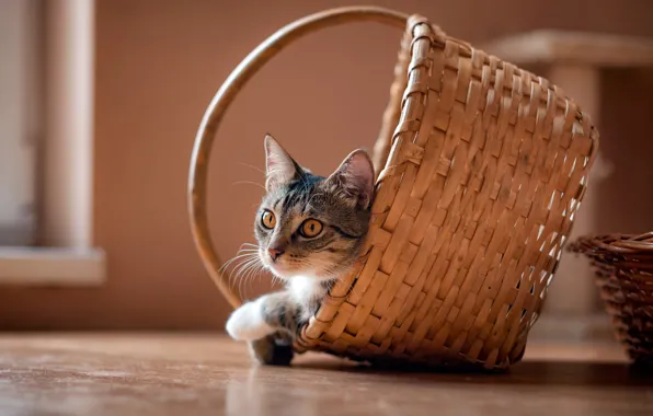 Cat, cat, look, comfort, grey, background, wall, basket