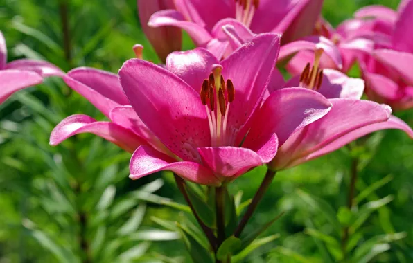 Summer, flowers, nature, Lily, beauty, plants, stamens, pistils