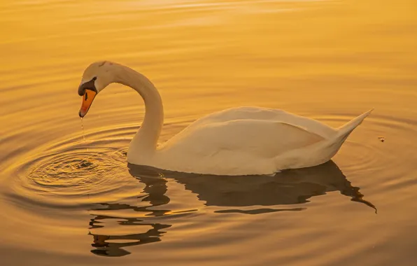 Bird, beak, Swan, neck