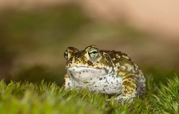 Grass, look, macro, background, frog, toad