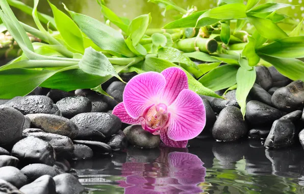 Flower, water, reflection, stones, bamboo, Orchid, black, orchid