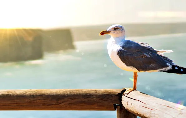 Wallpaper seagull, wings, flight, bird desktop wallpaper, hd image,  picture, background, fec024 | wallpapersmug