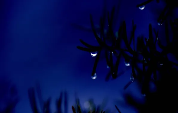Night, blue, drop, branch