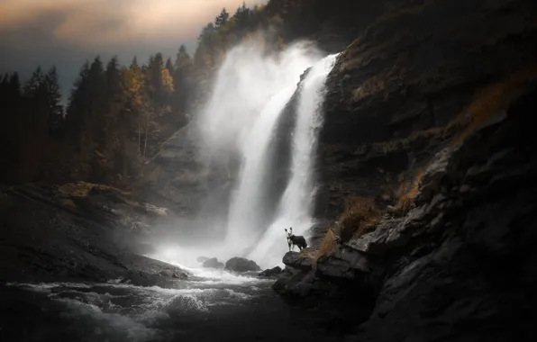 Autumn, forest, nature, stones, rocks, for, waterfall, black and white