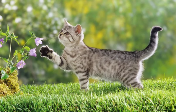 Grass, Flower, Green