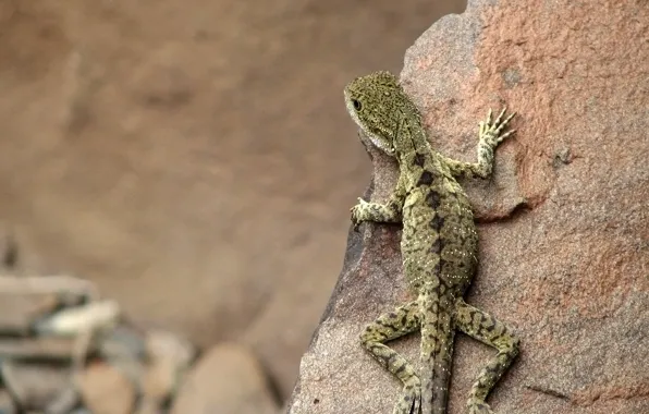 Picture stones, lizard, Australia