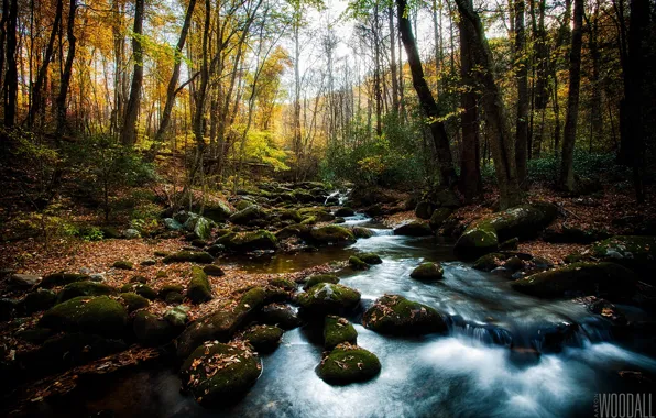 Picture forest, the sun, stream, stones, foliage, moss, photographer, thresholds