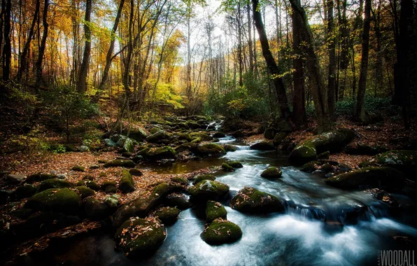 Forest, the sun, stream, stones, foliage, moss, photographer, thresholds