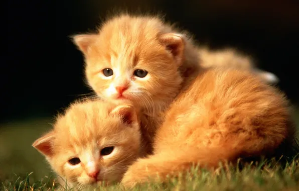 Picture cat, grass, cat, kitty, red, kittens, cat