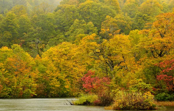 Autumn, forest, trees, river