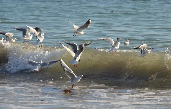 Sea, birds, wave, Seagull