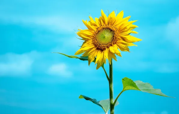 Summer, the sky, yellow, sunflower