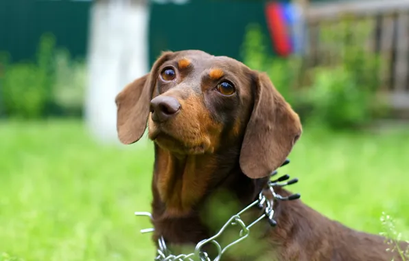 Summer, grass, look, each, devotion, dog