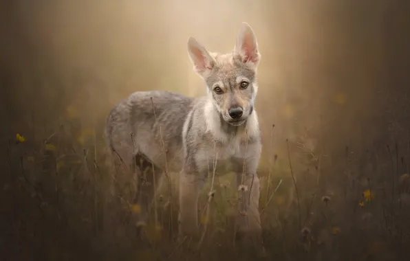 Picture grass, look, dog, puppy, bokeh, Czechoslovakian, Wolfdog, The Czechoslovakian Wolfdog