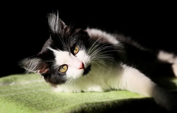 Picture mustache, Black and white, celtici