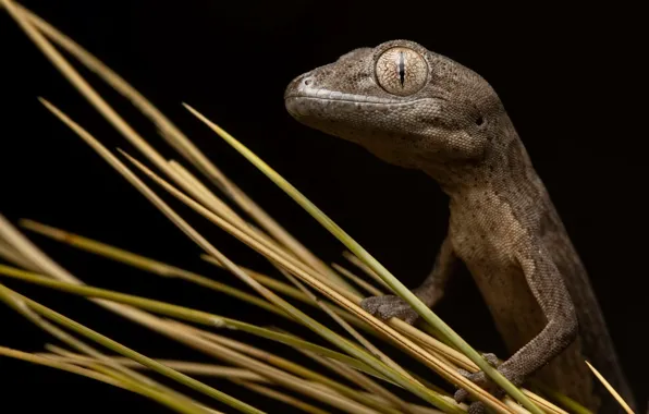 Picture nature, Congoo gecko, Strophurus congoo