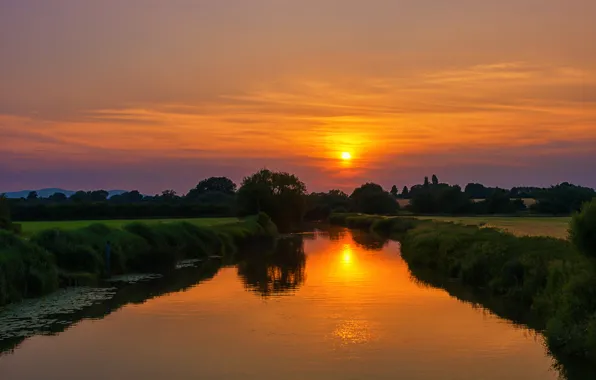 Picture grass, the sun, trees, sunset, river, the evening, twilight