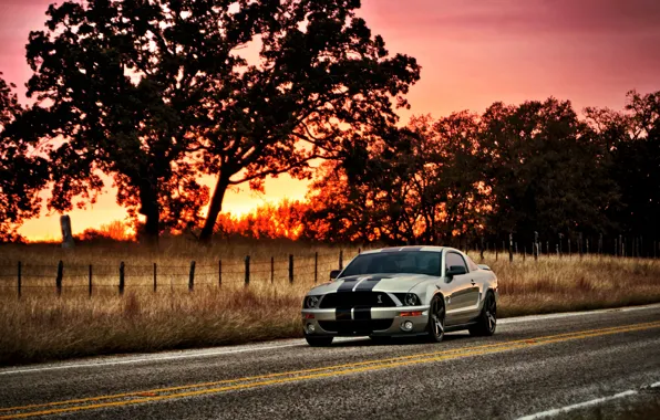 The sun, sunset, tree, Mustang, Ford, Shelby, GT500, Mustang