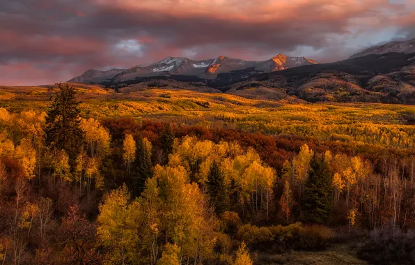 Picture autumn, trees, mountains, Golden Glow
