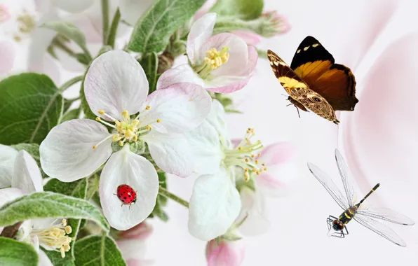 Picture flowers, collage, butterfly, ladybug, dragonfly