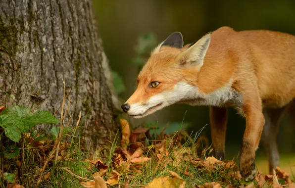 Autumn, look, face, nature, tree, foliage, Fox, red