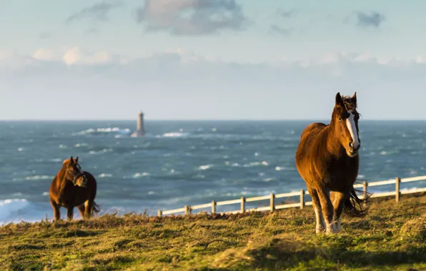 Picture sea, wave, field, the sky, the fence, lighthouse, horse, horizon