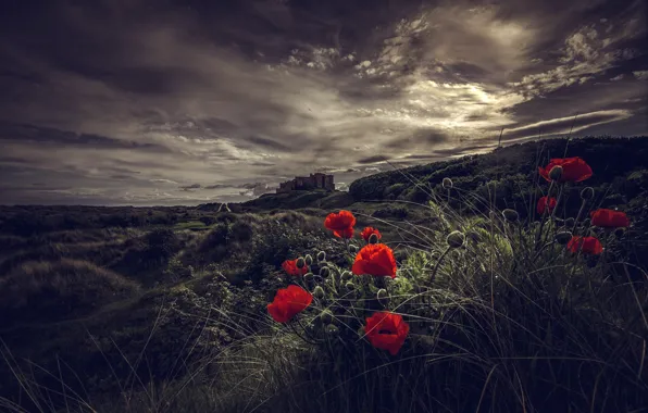 The sky, grass, light, landscape, flowers, red, clouds, the dark background