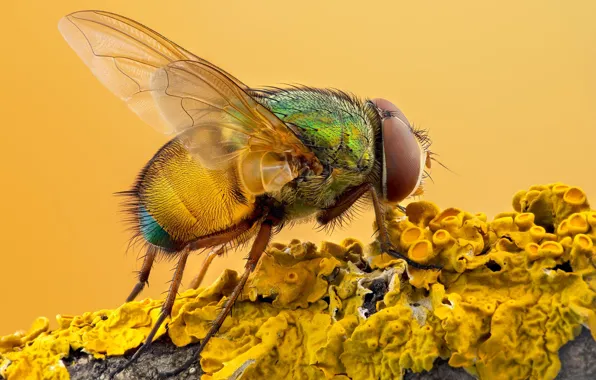 Macro, yellow, fly, background, branch, insect, bark, yellow