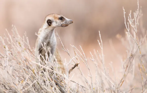 Picture South Africa, Meerkat, Kgalagadi Transfrontier Park, Auob riverbed