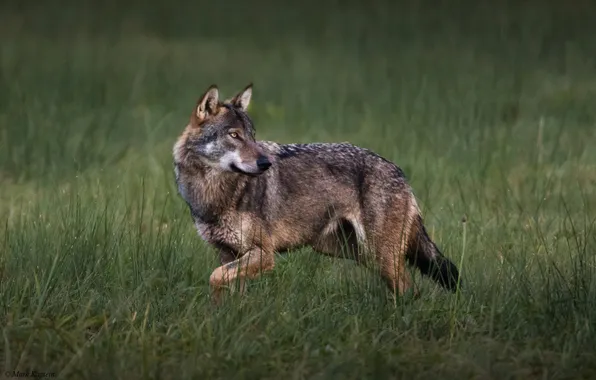 Nature, face, animal, wolf, wildlife, head, fur, mammal