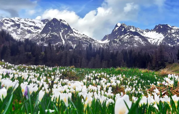 Forest, the sky, grass, clouds, flowers, mountains, meadow