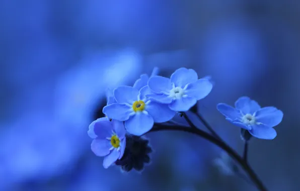 Picture macro, background, bokeh, forget-me-not