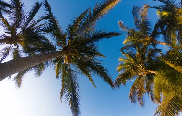 The sky, leaves, Palma, palm trees, trunk, bottom view